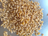 Aashirwad Sortex Clean Shihori Wheat  - 30 Kg