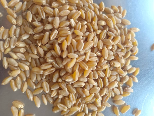 Aashirwad Sortex Clean Shihori Wheat  - 30 Kg