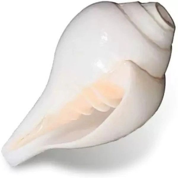 Conch Shell (10cm-6cm ) Natural Loud Blowing Shankh for Pooja Original Blowing Shankh