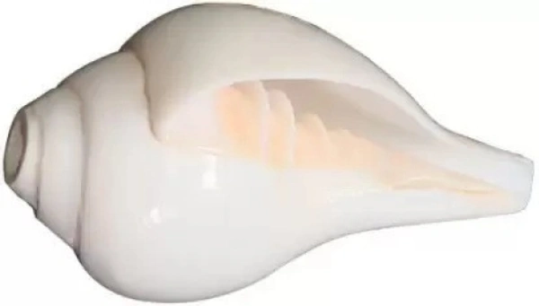 Conch Shell (10cm-6cm ) Natural Loud Blowing Shankh for Pooja Original Blowing Shankh