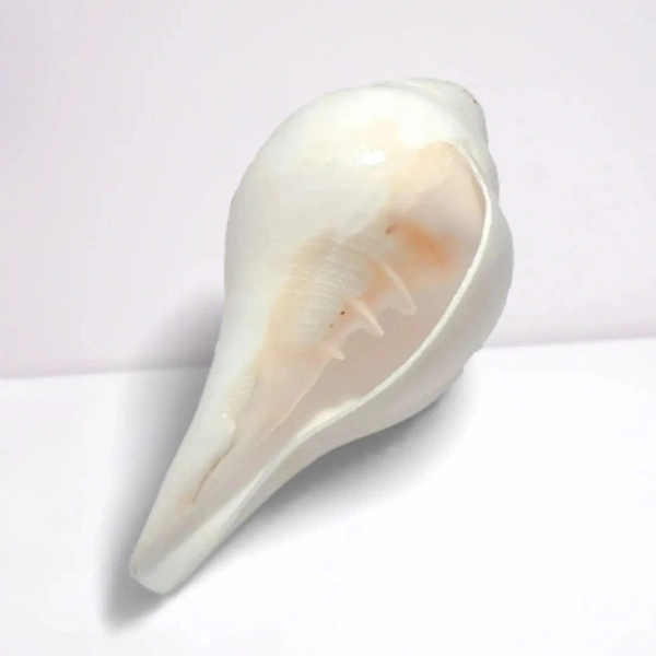 Conch Shell (10cm-6cm ) Natural Loud Blowing Shankh for Pooja Original Blowing Shankh