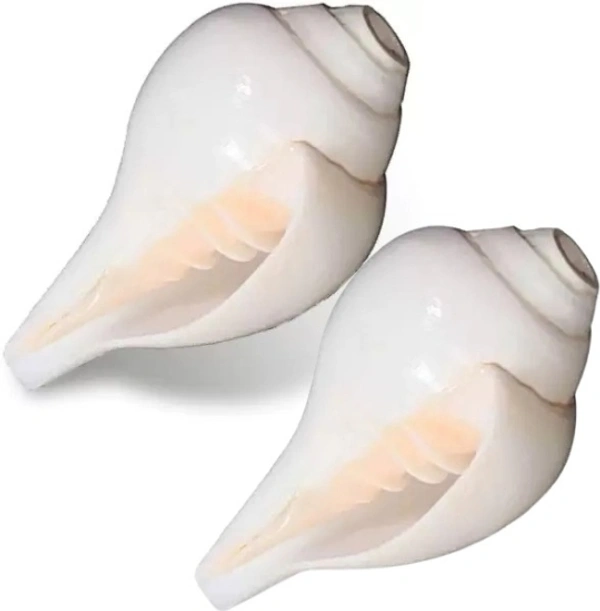 Conch Shell (10cm-6cm ) Natural Loud Blowing Shankh for Pooja Original Pack of 2 Blowing Shankh