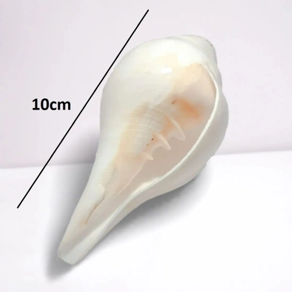 Conch Shell (10cm-6cm ) Natural Loud Blowing Shankh for Pooja Original Pack of 2 Blowing Shankh