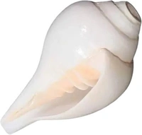 Conch Shell (10cm-6cm ) Natural Loud Blowing Shankh for Pooja Original Pack of 2 Blowing Shankh