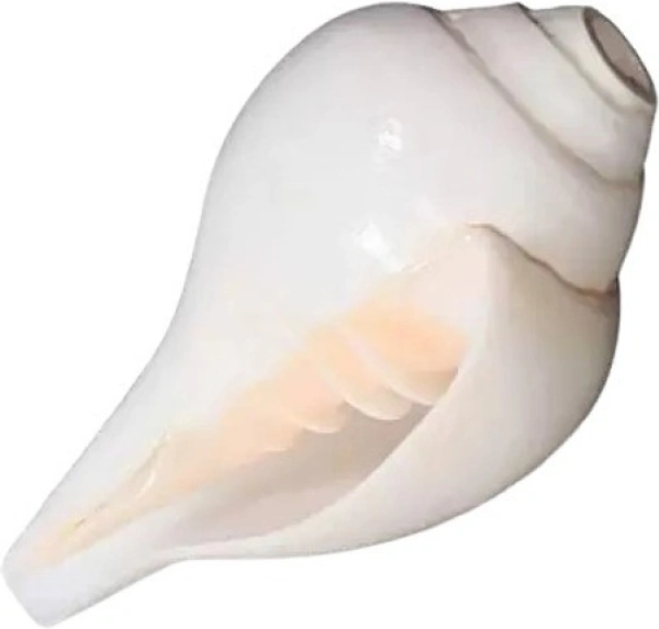 Conch Shell (10cm-6cm ) Natural Loud Blowing Shankh for Pooja Original Pack of 2 Blowing Shankh