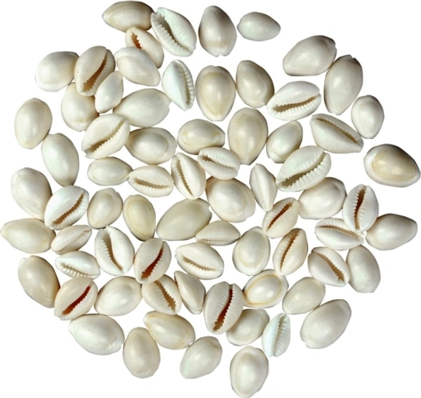 White Kaudi 11 pieces Sacred Shankh
