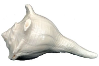 Dakshinavarti Sacred Shankh