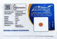 10 Mukhi Rudraksha - 🔴 Prepaid Only