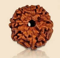 10 Mukhi Rudraksha - 🔴 Prepaid Only