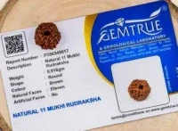 11 Mukhi Rudraksha - 🔴 Prepaid Only