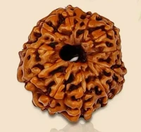 11 Mukhi Rudraksha - 🔴 Prepaid Only