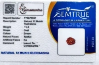 12 Mukhi Rudraksha - 🔴 Prepaid Only