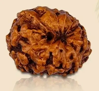 12 Mukhi Rudraksha - 🔴 Prepaid Only