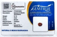 13 Mukhi Rudraksha - 🔴 Prepaid Only