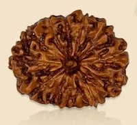 13 Mukhi Rudraksha - 🔴 Prepaid Only