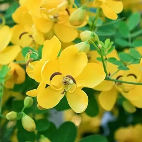 Avaram flower powder / Cassia auriculata flowers powder 