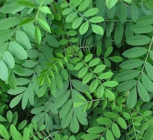 Avuri Leaf Powder / Indigofera Tinctoria Leaf Powder  