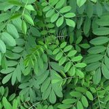 Avuri Leaf Powder / Indigofera Tinctoria Leaf Powder   - 50 - Grm