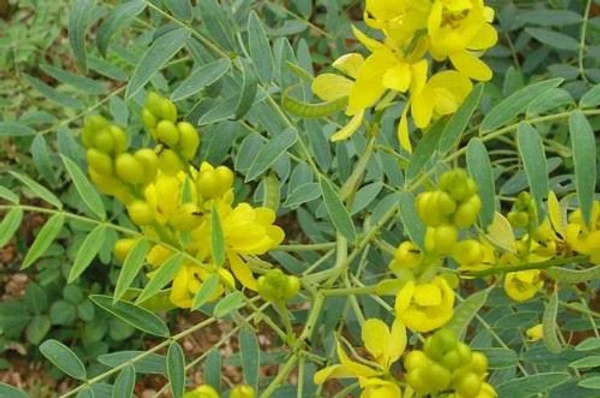 Nilavarai Powder / Cassia Angustifolia Powder      