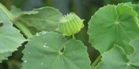 Thuthi Leaf Powder / Abutilon Indicum Leaf Powder      