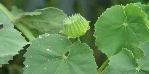 Thuthi Leaf Powder / Abutilon Indicum Leaf Powder      