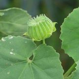 Thuthi Leaf Powder / Abutilon Indicum Leaf Powder       - 50 - Grm