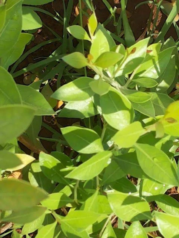 Maruthani Powder / Lawsonia Alba Leaves Powder            