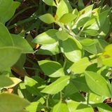 Maruthani Powder / Lawsonia Alba Leaves Powder             - 50 - Grm