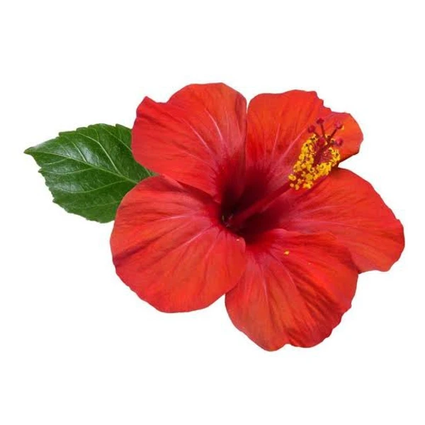 Sembarathai Powder / Hibiscus Rosa-sinensis Flowers Powder 