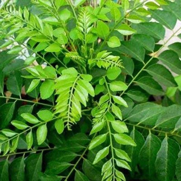 Karuveppilai Powder / Murraya Koenigii Leaves Powder 