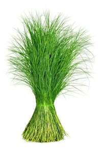 Aruganpul Powder / Cynodon Dactylon Leaves Powder