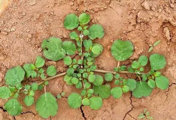 Mukkirattai Powder / Boerhavia Diffusa Roots Powder 