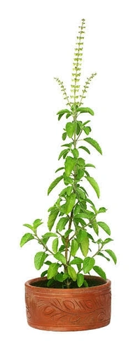 Thulasi Powder / Ocimum Sanctum Leaves Powder