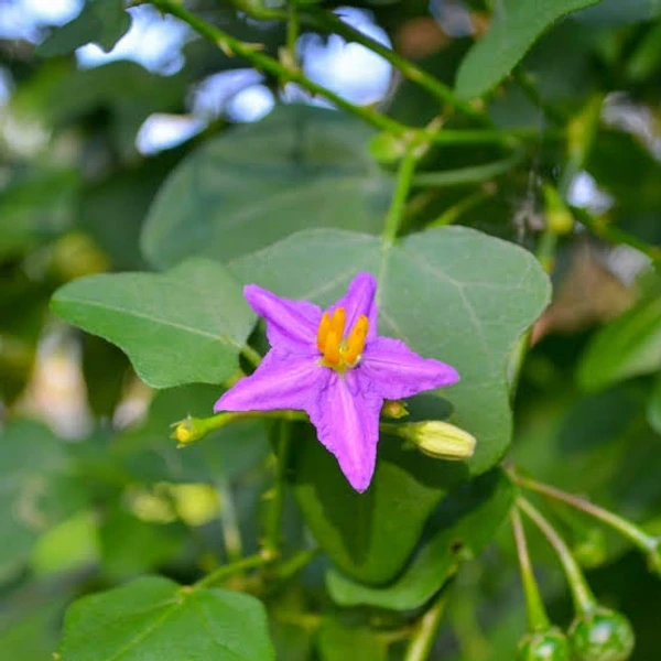 Thuthuvalai Leaf Powder / Solanum Trilobatum  Leaves Powder 