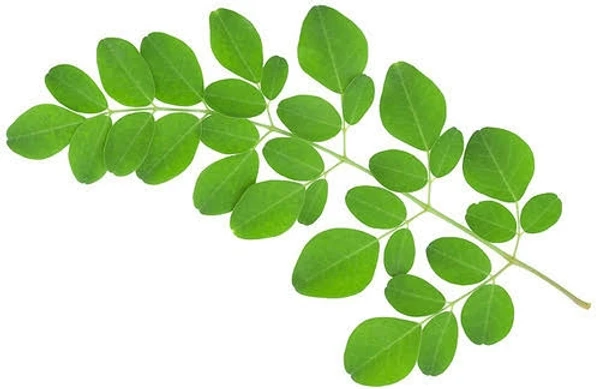 Murungai Leaf Powder / Moringa Oleifera Leaves Powder 