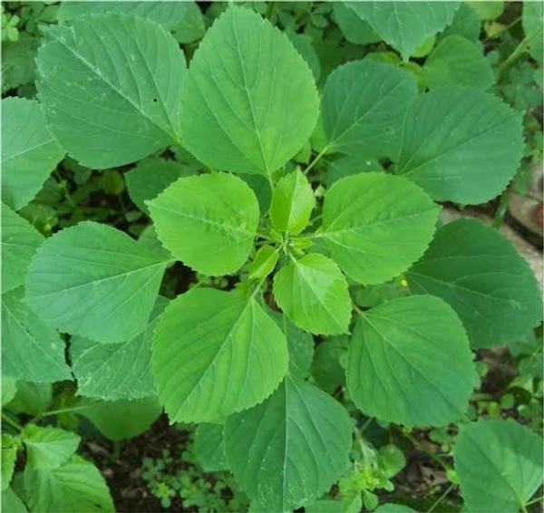 Kuppaimeni Powder / Acalypha Indica Leaves Powder