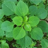 Kuppaimeni Powder / Acalypha Indica Leaves Powder - 50 - Grm