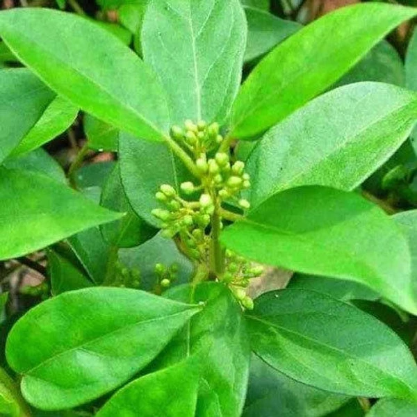 Sirukurinjan Powder / Gymnema Sylvestre Leaves Powder          