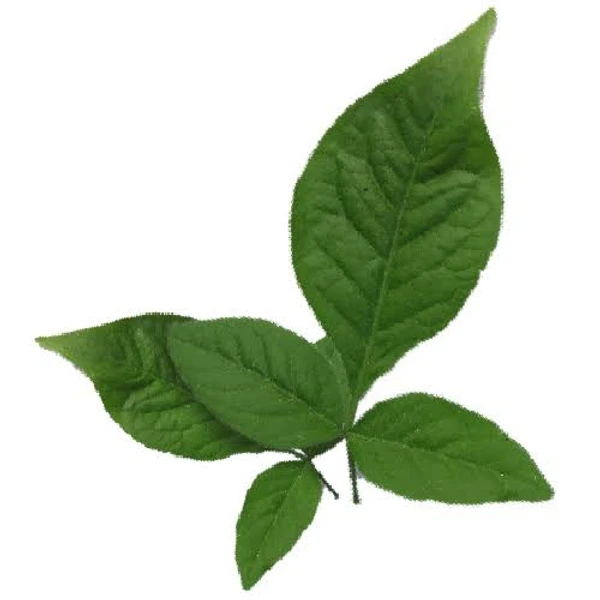 Vilvam Leaf Powder / Aegle Marmelos Leaves Powder 