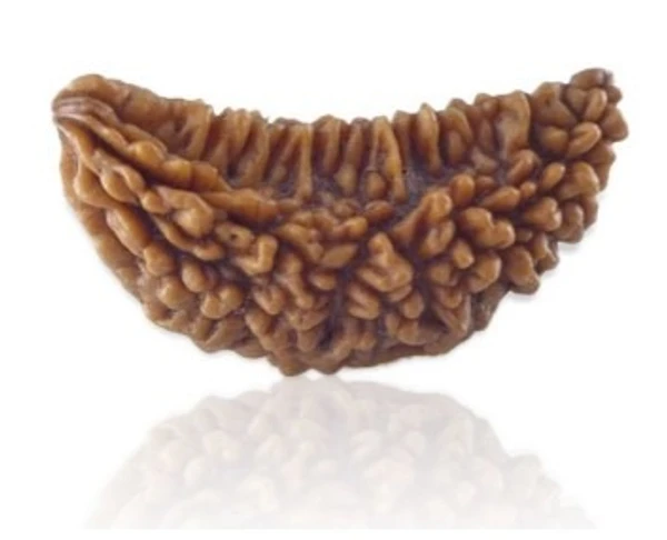  Original Lab Certified 1 mukhi Rudraksha (half moon shape) ஒரு முகி ருத்ராட்சம்