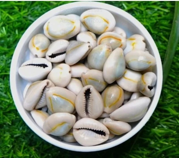 Mahalaxmi Kawri/Kaudi/Cowrie For Lakshmi Pooja ( 28 Shells ) - 🔴 Prepaid Only