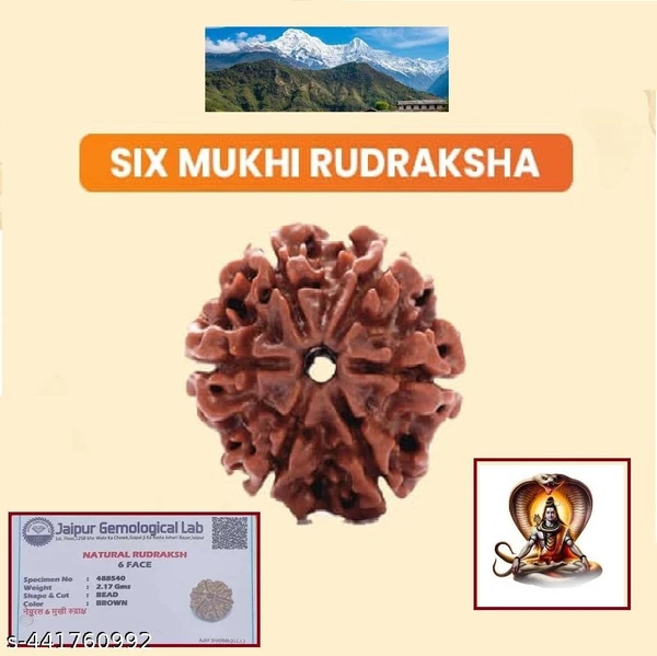 Original Himalaya 6 Face Rudraksha Certified - அசல் இமயமலை 6 முக ருத்ராட்சம்