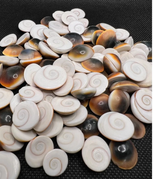 Natural Original White and Brown Gomati Chakra for Good Luck 54 pcs