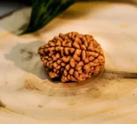 2 Mukhi Rudraksha - 