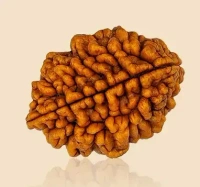 2 Mukhi Rudraksha - 