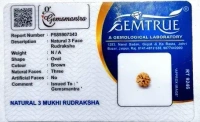 3 Mukhi Rudraksha - 
