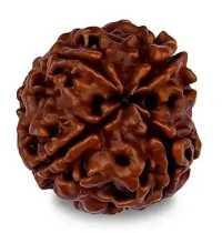 4 Mukhi Rudraksha - 
