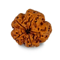 5 Mukhi Rudraksha - 