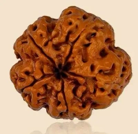 5 Mukhi Rudraksha - 