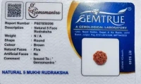 5 Mukhi Rudraksha - 